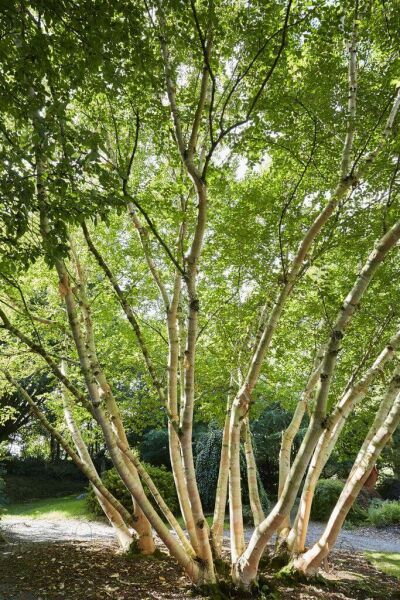 Meerstammige bomen Meerstammige bomen
