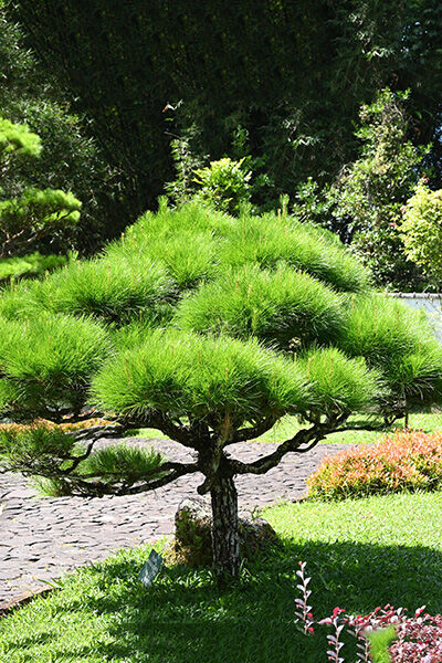 Naaldbomen Naaldbomen