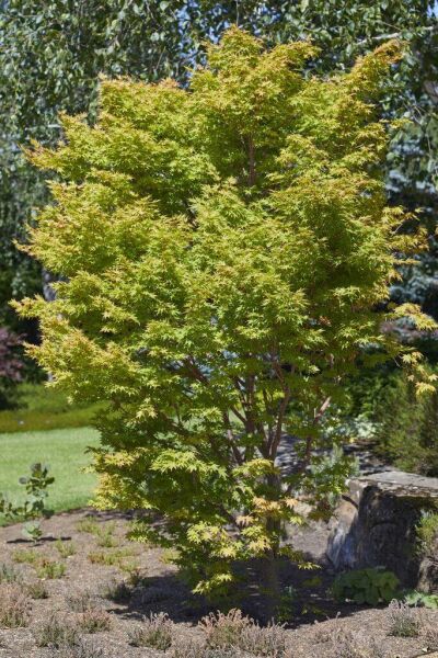 Struikvormige bomen Struikvormige bomen