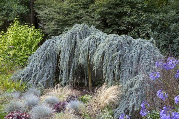 Treurbomen Treurbomen