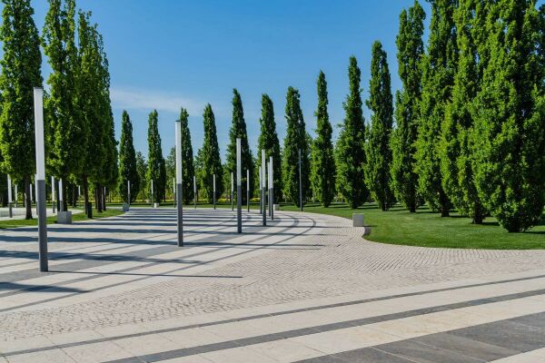 Zuilbomen / Smalle bomen