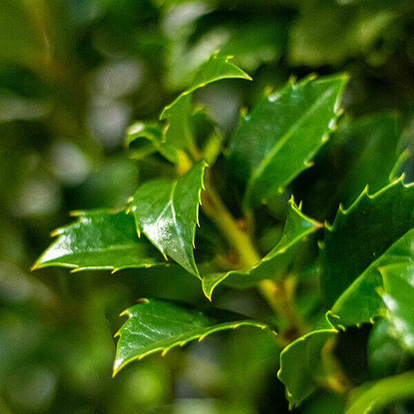 Ilex ‘Heckenfee’