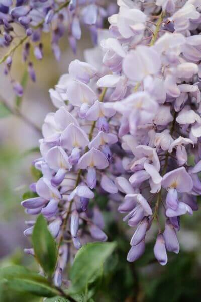 Wisteria sinensis