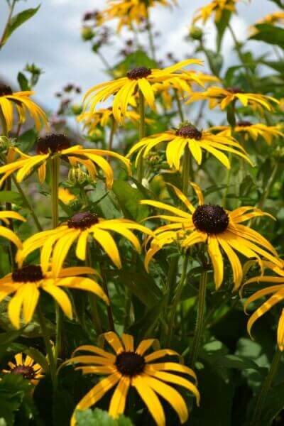 Winterharde vaste planten