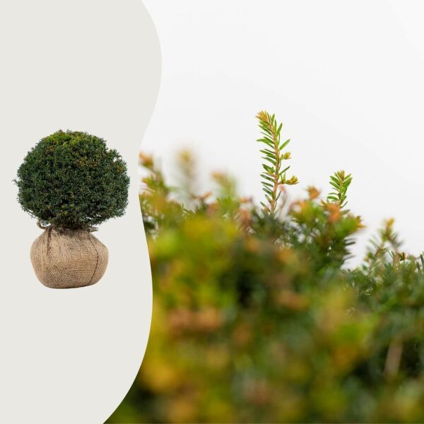 Taxus baccata bol