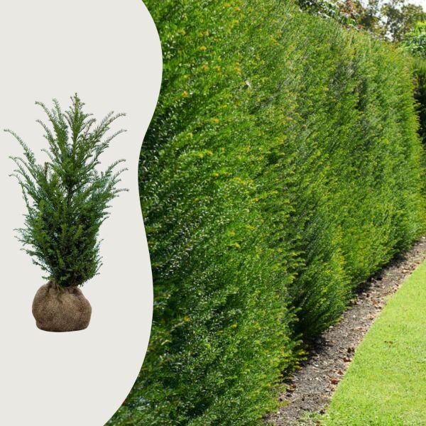 Taxus baccata haag