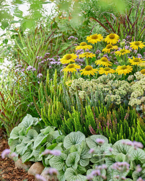 Borderplanten