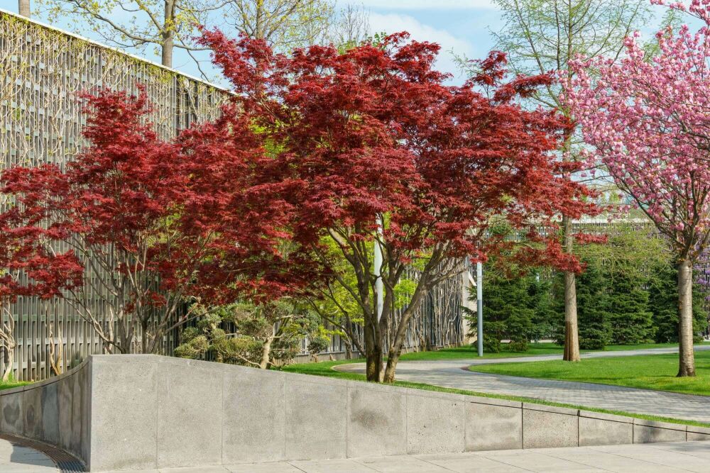 Bomen keuzehulp
