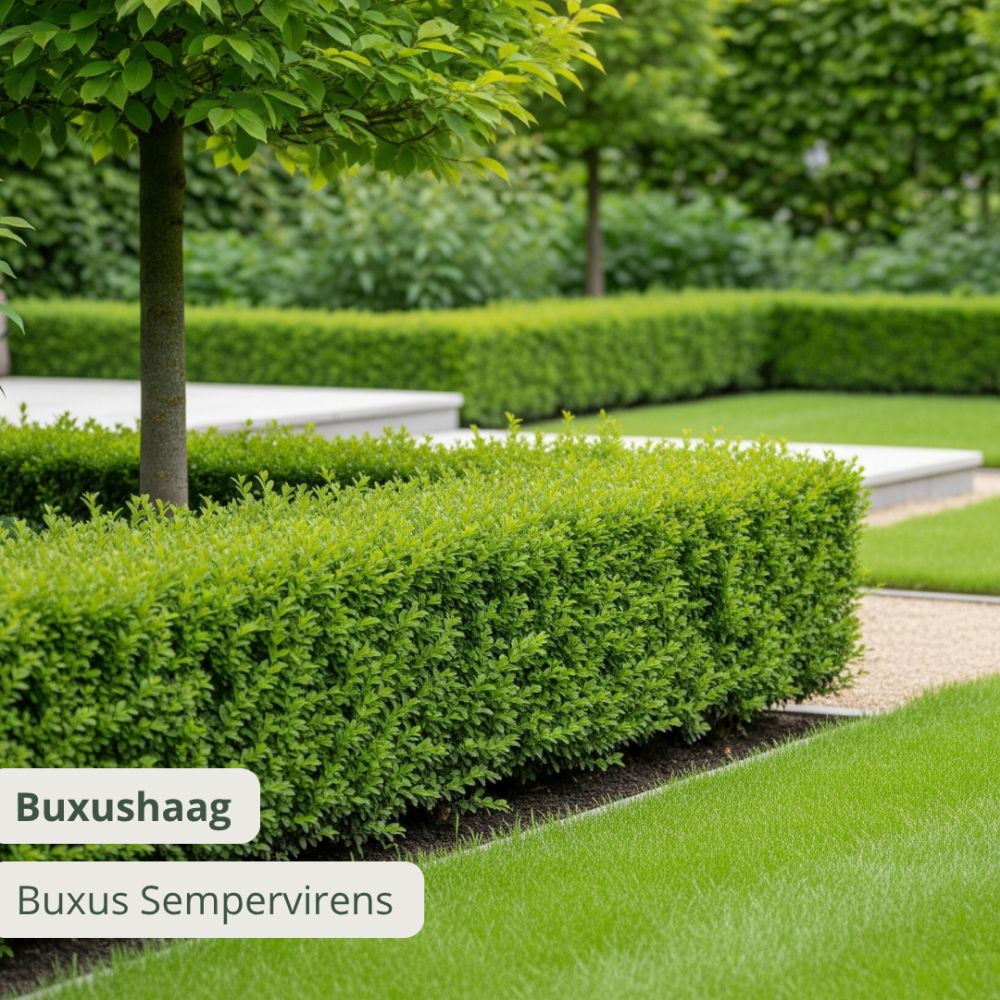 Buxus