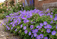 Geranium