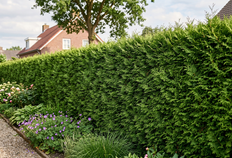 Thuja Brabant