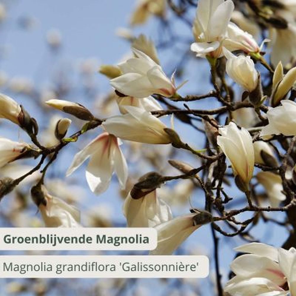 Magnolia