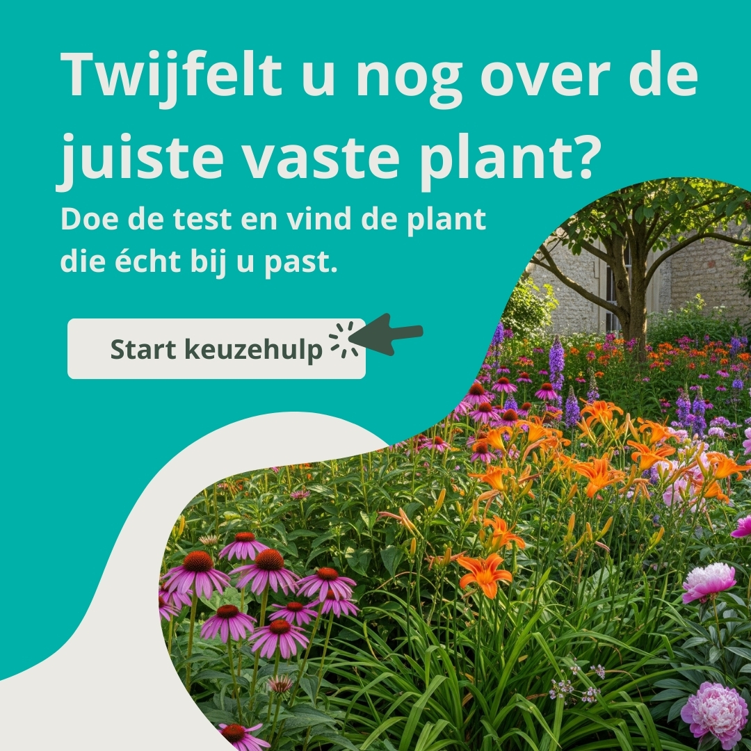 Keuzehulp
