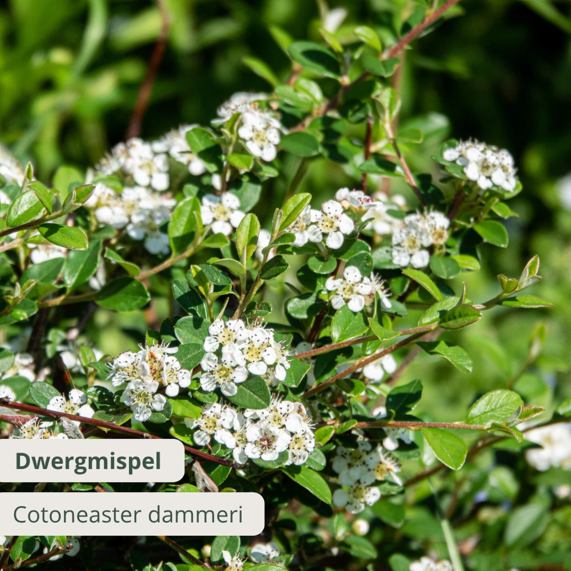 Dwergmispel