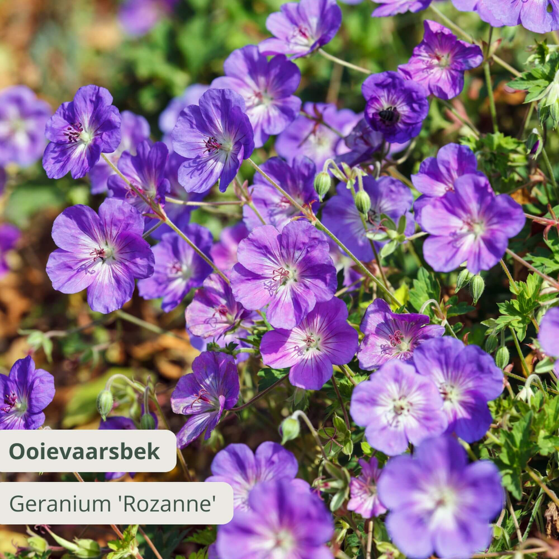 Geranium