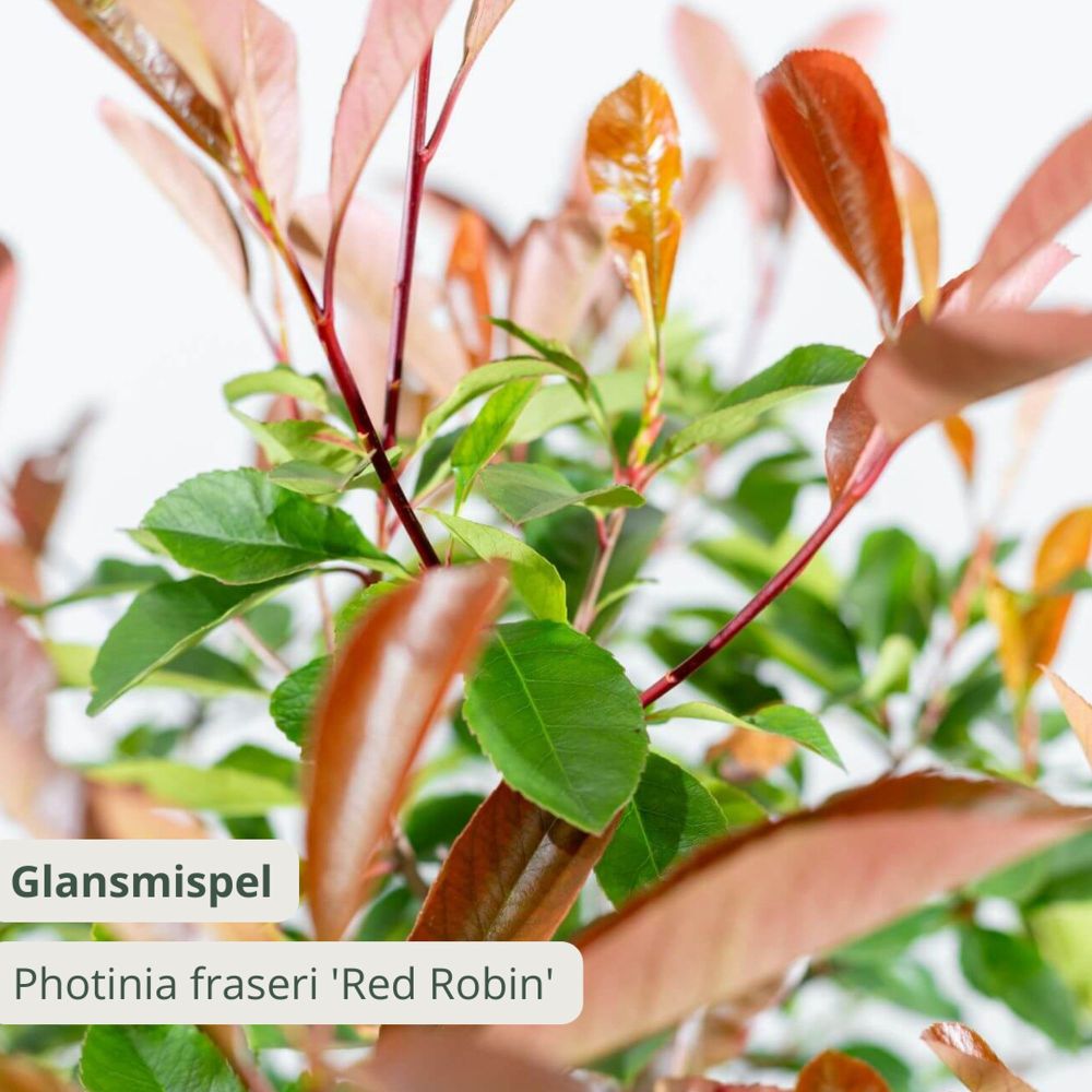 Photinia