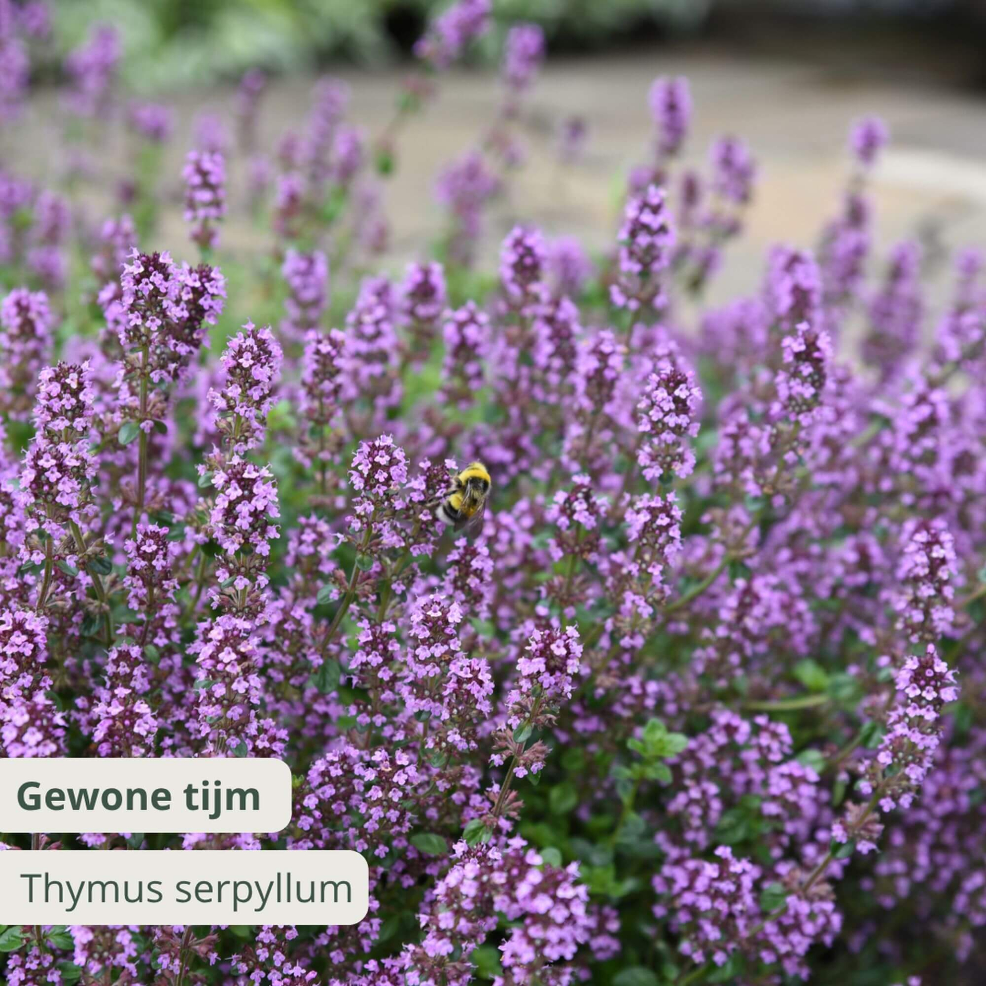 Tijm
