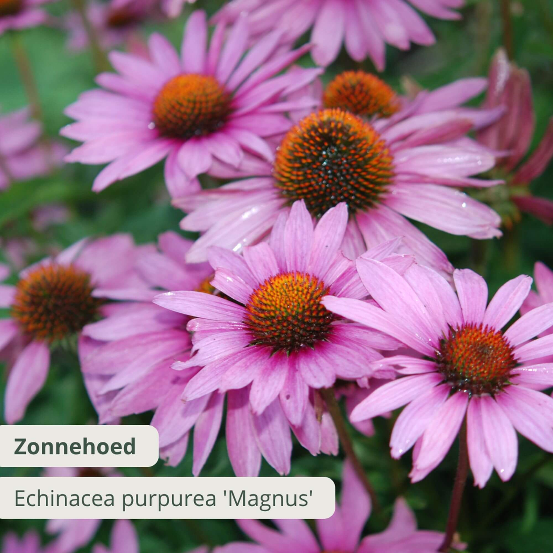Zonnehoed
